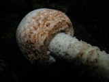 Amanita daucipes image