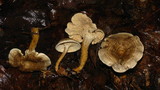 Rhodocybe popinalis image