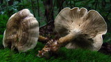 Rhodocybe popinalis image