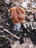 Gyromitra brunnea image