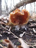 Gyromitra brunnea image