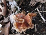 Gyromitra brunnea image