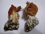 Gyromitra brunnea image