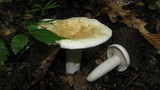 Lactarius piperatus image