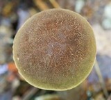 Austroboletus gracilis image