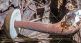Austroboletus gracilis image