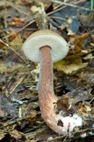 Austroboletus gracilis image