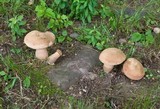 Tylopilus ferrugineus image