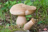 Tylopilus ferrugineus image