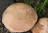 Tylopilus ferrugineus image