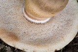 Tylopilus ferrugineus image