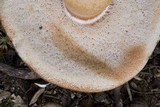 Tylopilus ferrugineus image