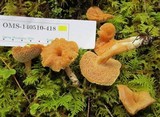 Hydnum oregonense image