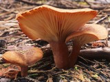 Clitocybe squamulosa image