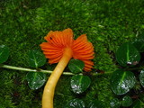 Humidicutis marginata var. marginata image
