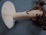 Russula raoultii image