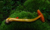 Humidicutis marginata var. marginata image