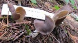 Helvella compressa image