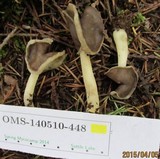 Helvella compressa image