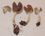 Helvella compressa image