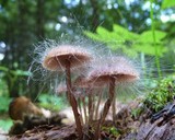 Spinellus fusiger image
