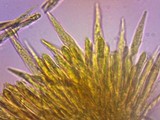 Lachnum virgineum image