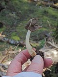 Helvella compressa image