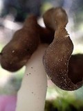 Helvella compressa image