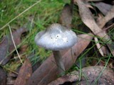 Cortinarius rotundisporus image