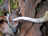 Cortinarius rotundisporus image