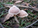 Cortinarius cystidiocatenatus image