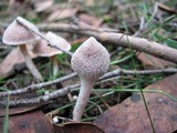 Cortinarius cystidiocatenatus image
