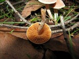 Cortinarius cystidiocatenatus image