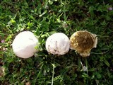 Bovista plumbea image