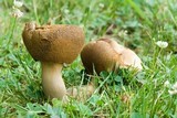 Tylopilus ferrugineus image