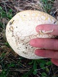 Amanita aprica image