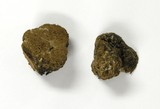 Gautieria monticola image