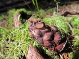 Ciboria rufofusca image