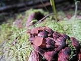 Ciboria rufofusca image