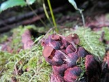 Ciboria rufofusca image