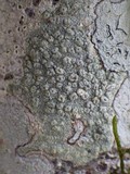 Pertusaria hymenea image