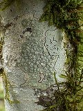 Pertusaria hymenea image