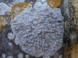 Pertusaria lactea image