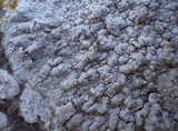 Pertusaria lactea image