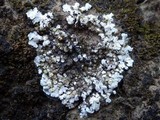 Solenopsora holophaea image