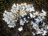 Solenopsora holophaea image