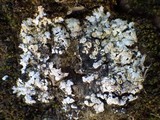 Solenopsora holophaea image