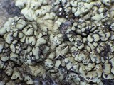 Endocarpon adscendens image
