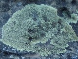 Endocarpon adscendens image