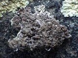 Endocarpon adscendens image